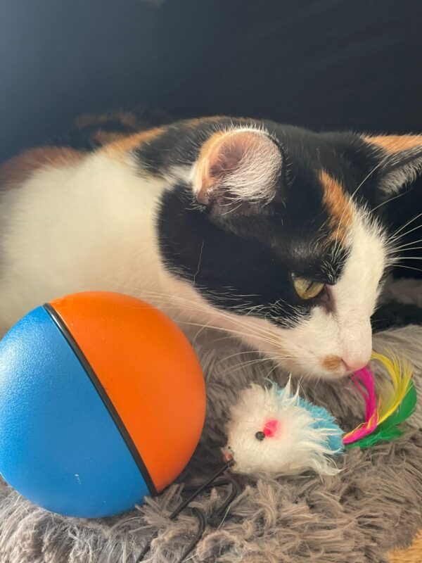 JUEGO PARA MASCOTA EG-609